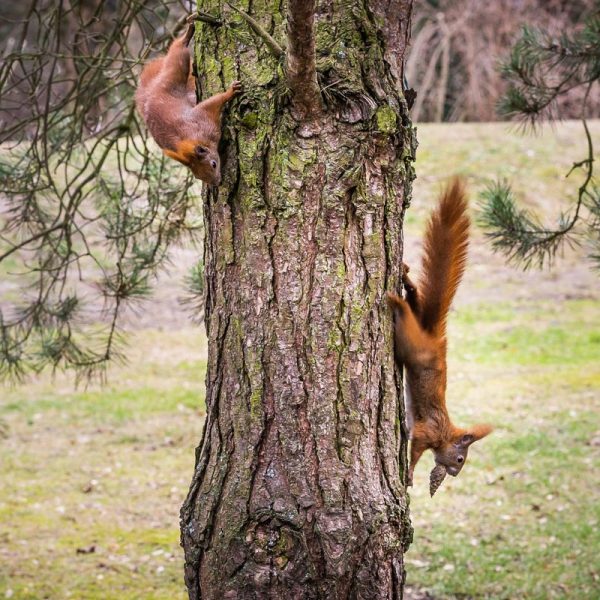 Parkbewohner: Eichhörnchen